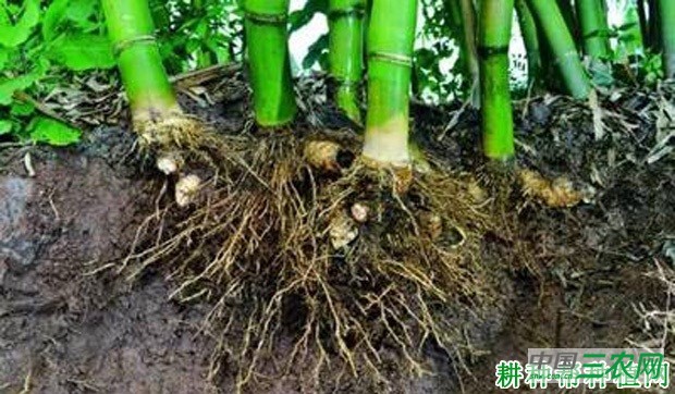 竹子如何分篼移栽？