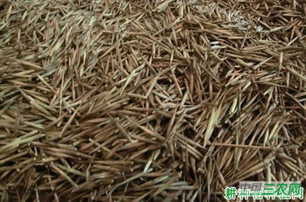 竹子如何用种子育苗？