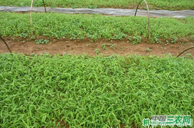 竹子如何用种子育苗？