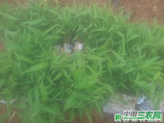 竹子如何用种子育苗？