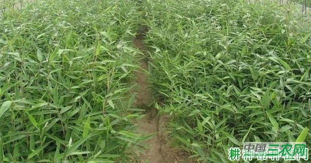 竹子如何用种子育苗？