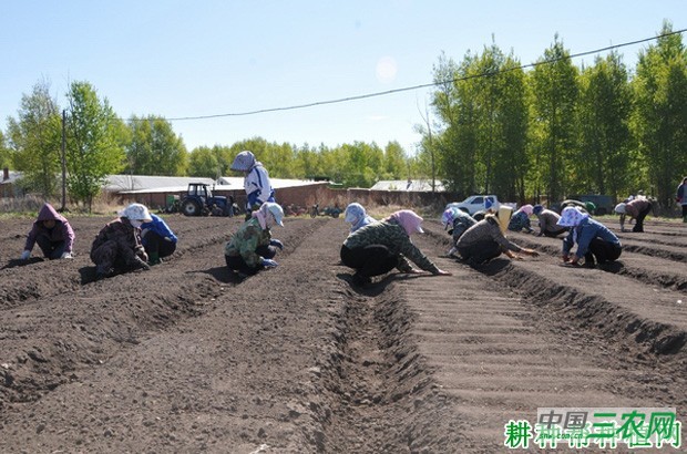 竹子如何用种子育苗？