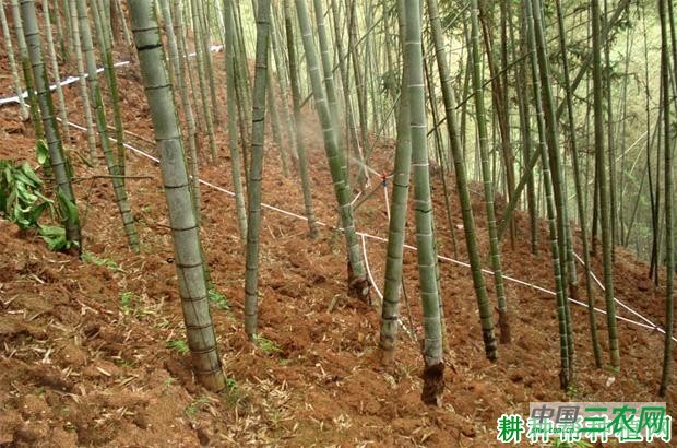 散生型笋用竹种植：成林期如何管理？