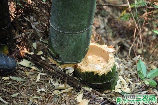 散生型笋用竹种植：成林期如何管理？