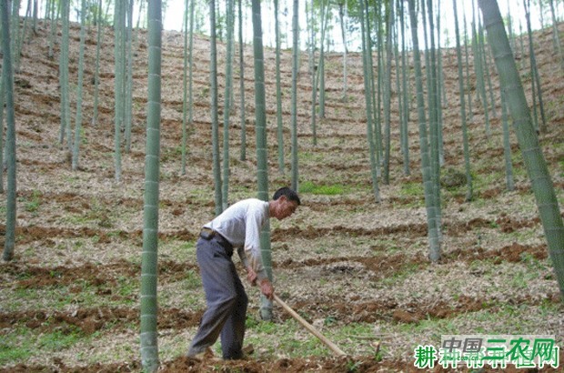 散生型笋用竹种植：成林期如何管理？