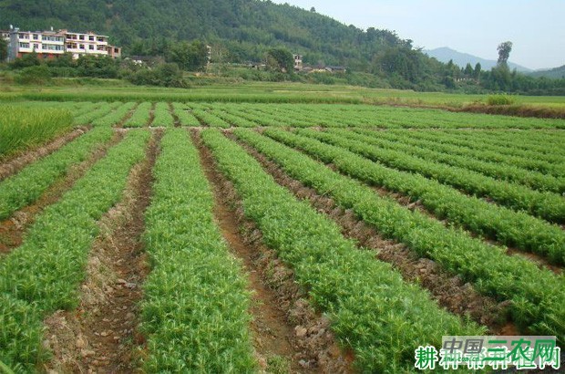 竹子有几种繁殖方法？