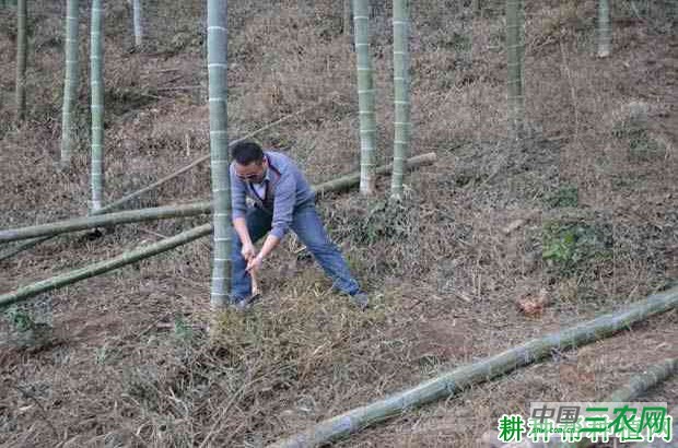 散生型笋用竹种植：成林期如何管理？