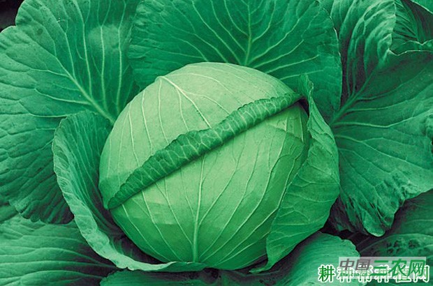 秋绿98甘蓝品种好不好？