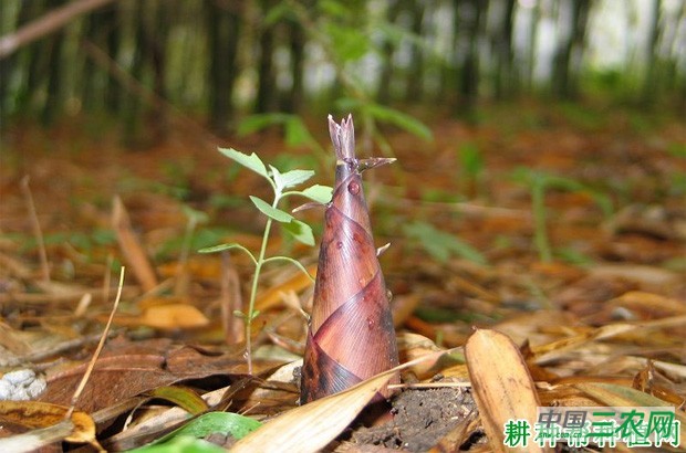 竹子喜欢生长在怎样的环境中？