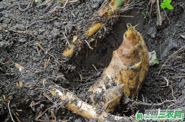 竹子喜欢生长在怎样的环境中？