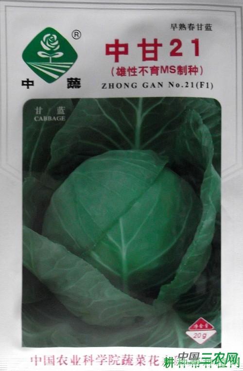 中甘21甘蓝品种好不好？