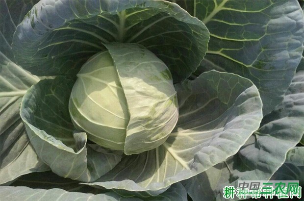 中甘21甘蓝品种好不好？