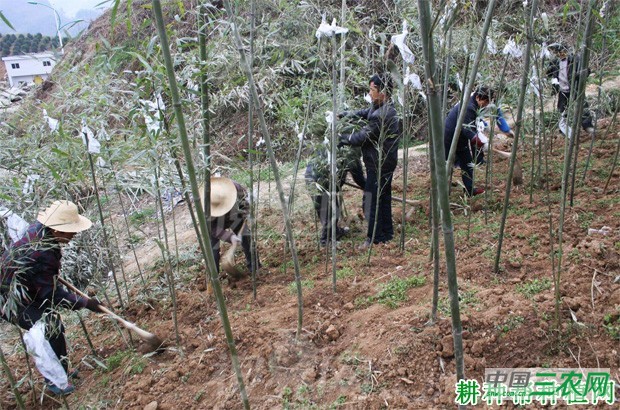 散生型笋用竹种植：幼竹期如何管理？