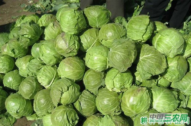 中甘21甘蓝品种好不好？