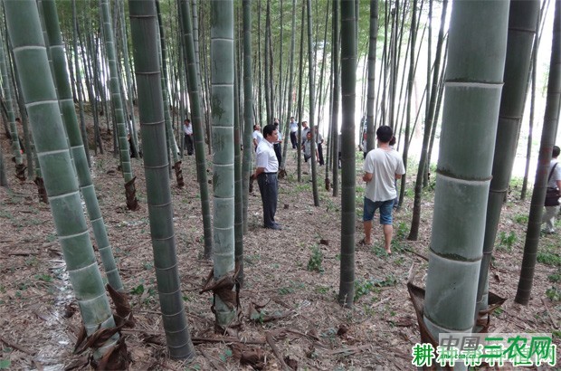 竹子的种类有几种？