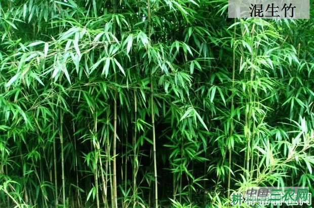 竹子的种类有几种？