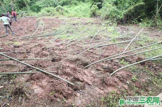 散生型笋用竹什么时候种植好？