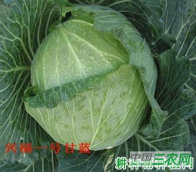 兴福1号甘蓝品种好不好？