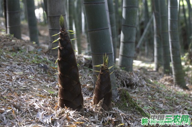 散生型竹笋有什么特点？