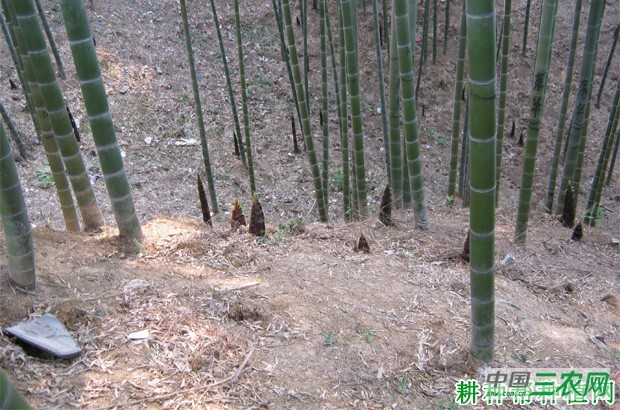 散生型竹笋有什么特点？