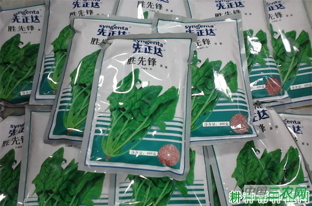 胜先锋菠菜品种好不好？