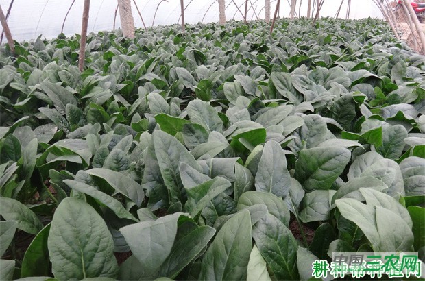 胜先锋菠菜品种好不好？