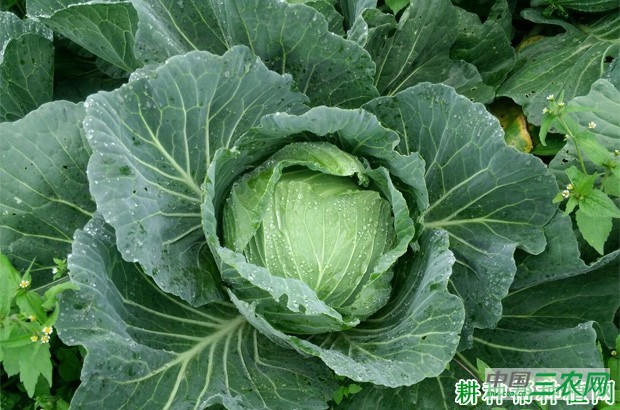 中甘19号甘蓝品种好不好？