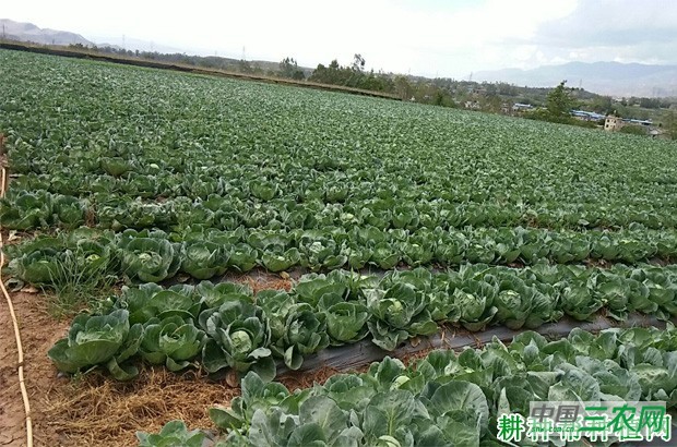 中甘18号甘蓝品种好不好？