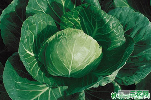 中甘18号甘蓝品种好不好？