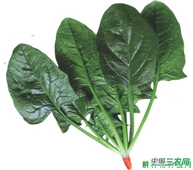 榕菠一号菠菜品种好不好？