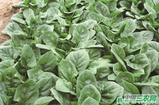 榕菠一号菠菜品种好不好？