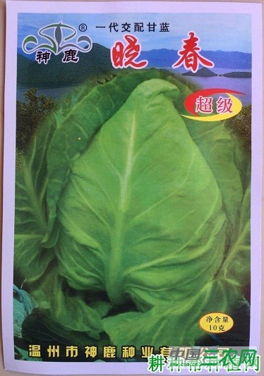 晓春甘蓝品种好不好？