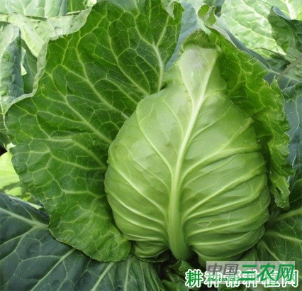 晓春甘蓝品种好不好？