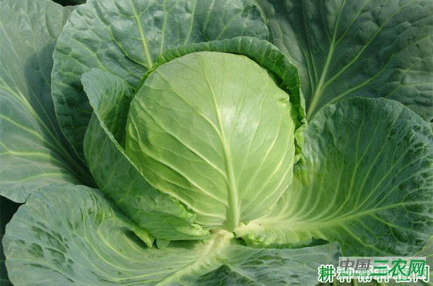 中甘10号甘蓝品种好不好？