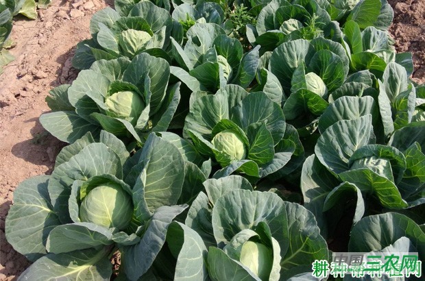 中甘10号甘蓝品种好不好？