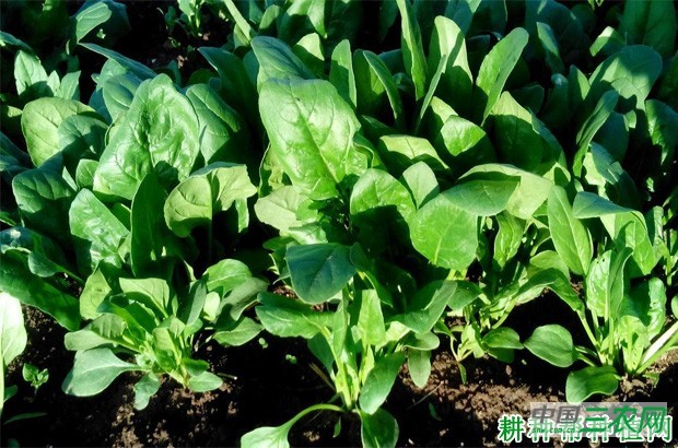 青海菠菜一号品种好不好？