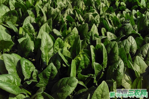 巴菠1号菠菜品种好不好？