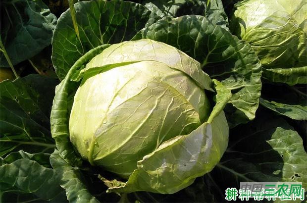 中甘20号甘蓝品种好不好？