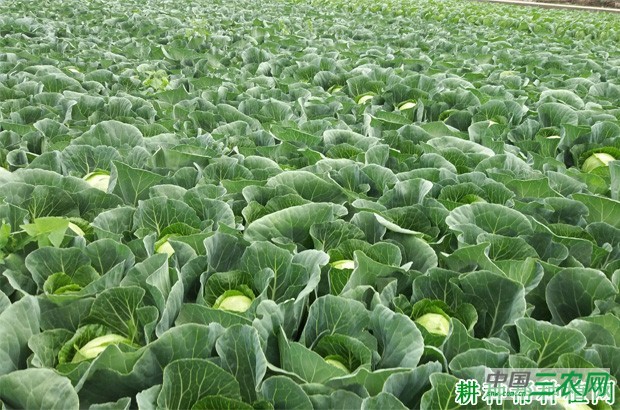 中甘20号甘蓝品种好不好？