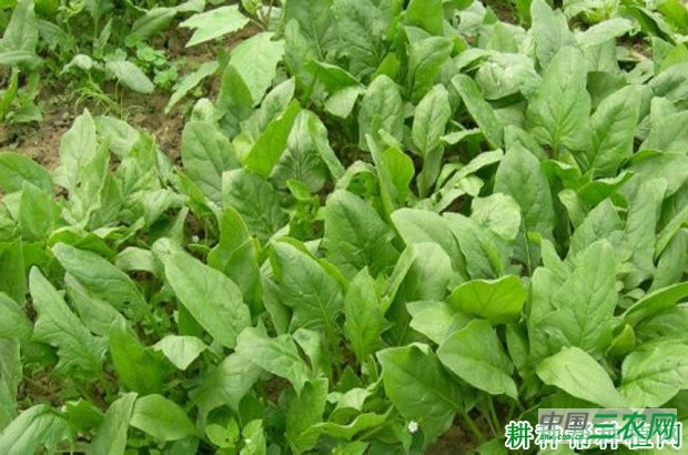绿华菠菜品种好不好？