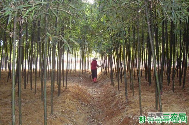 雷竹怎么样覆盖增温？