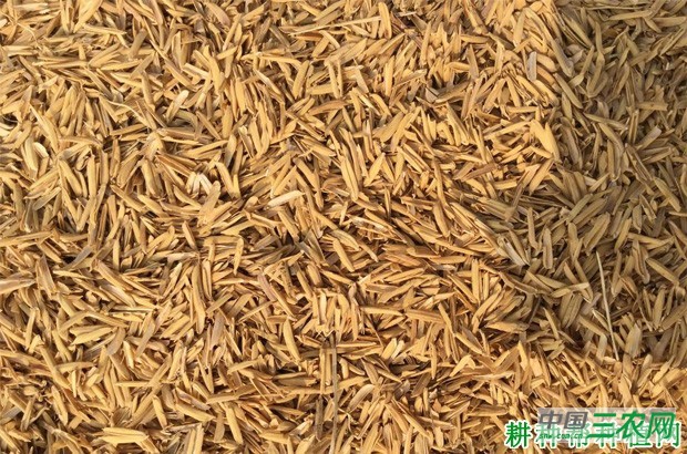 雷竹怎么样覆盖增温？