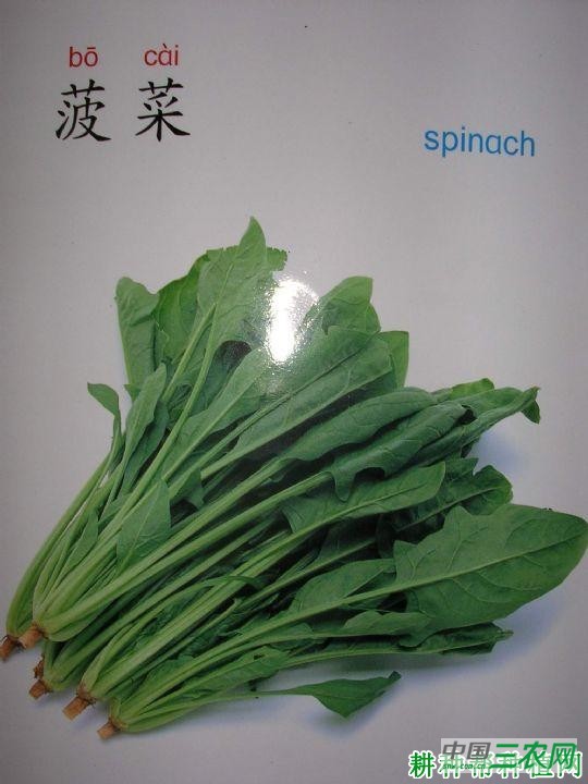 绿秋菠菜品种好不好？