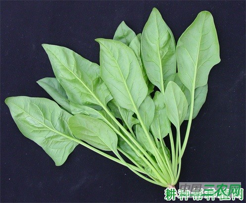 绿秋菠菜品种好不好？