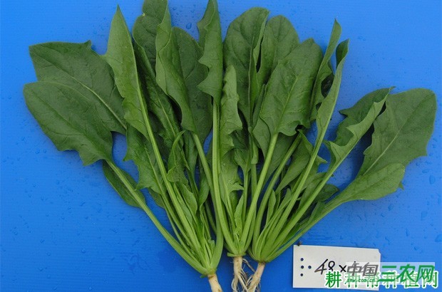 绿秋菠菜品种好不好？