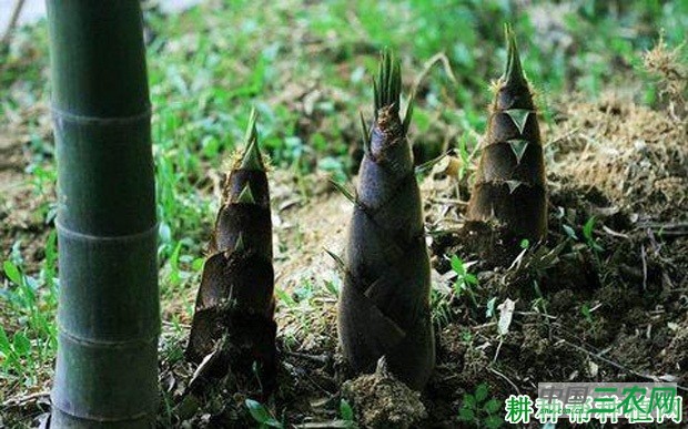 种植雷竹为什么要覆盖？