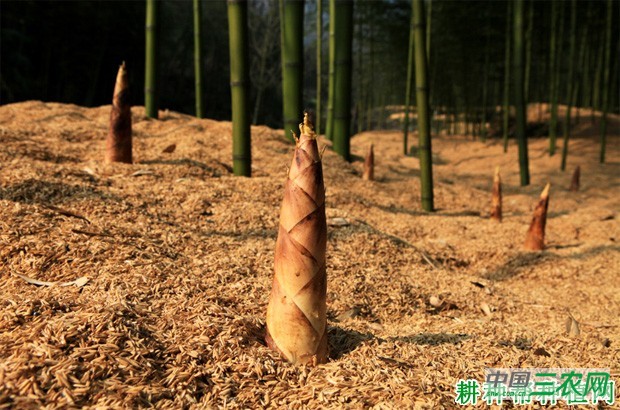 种植雷竹为什么要覆盖？