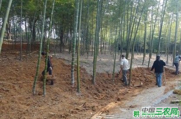 菠杂10号菠菜品种好不好？