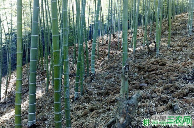 种植毛竹如何施肥？