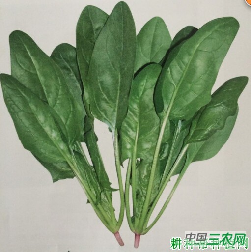 菠杂10号菠菜品种好不好？